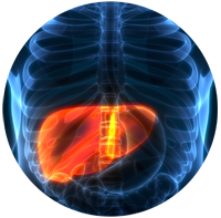hepatites